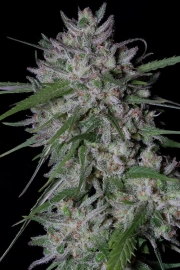 GORILLA COOKIES AUTO cannabis plants in bloom, grown from Automatic seeds – ideal for home cultivation from Bighead Seeds