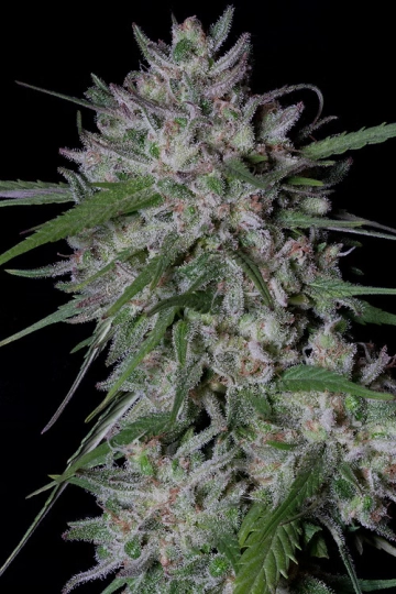 GORILLA COOKIES AUTO cannabis plants in bloom, grown from Automatic seeds – ideal for home cultivation from Bighead Seeds