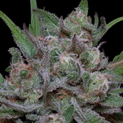 TRIPPY SHERBERT PUNCH AUTO cannabis plants in bloom, grown from Automatic seeds – ideal for home cultivation from Bighead Seeds