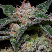 BANANA PUNCH cannabis plants in bloom, grown from Feminised seeds – ideal for home cultivation from Bighead Seeds