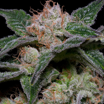 BANANA PUNCH cannabis plants in bloom, grown from Feminised seeds – ideal for home cultivation from Bighead Seeds
