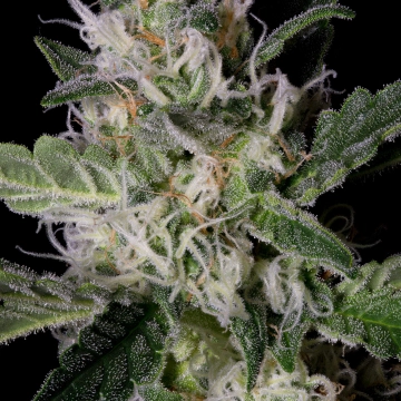 PLATINUM COOKIES cannabis plants in bloom, grown from Feminized seeds – ideal for home cultivation from Bighead Seeds