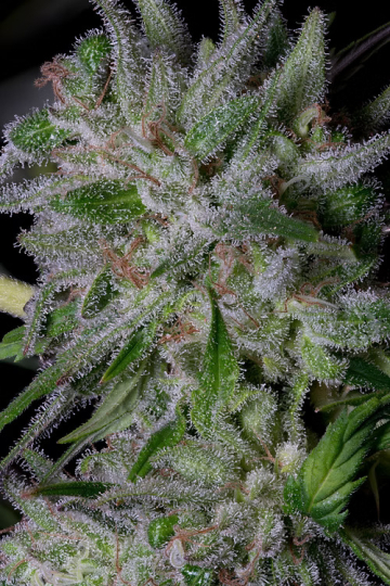 GORILLA COOKIES cannabis plants in bloom, grown from Feminised seeds – ideal for home cultivation from Bighead Seeds