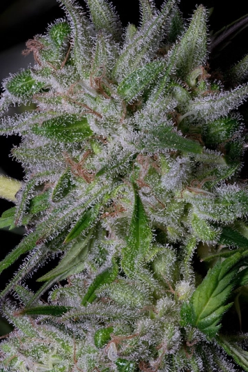 GORILLA COOKIES cannabis plants in bloom, grown from Feminized seeds – ideal for home cultivation from Bighead Seeds