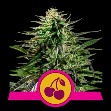 Cherry Pie cannabis plants in bloom, grown from Feminized seeds – ideal for home cultivation from Royal Queen Seeds