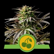 Cherry Pie Auto cannabis plants in bloom, grown from Automatic seeds – ideal for home cultivation from Royal Queen Seeds