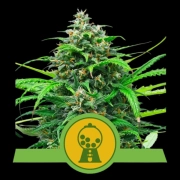 Pink Runtz Auto cannabis plants in bloom, grown from Automatic seeds – ideal for home cultivation from Royal Queen Seeds