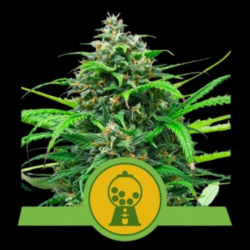 Pink Runtz Auto cannabis plants in bloom, grown from Automatic seeds – ideal for home cultivation from Royal Queen Seeds