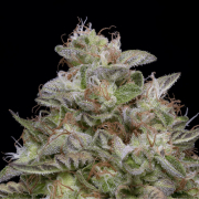 DO-Si-DOS cannabis plants in bloom, grown from Feminised seeds – ideal for home cultivation from Bighead Seeds