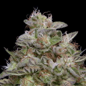 DO-Si-DOS cannabis plants in bloom, grown from Feminised seeds – ideal for home cultivation from Bighead Seeds
