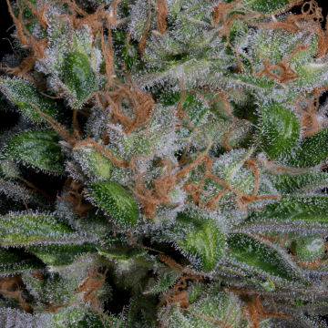 SOUR DIESEL cannabis plants in bloom, grown from Feminised seeds – ideal for home cultivation from Bighead Seeds