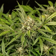 Apollo F1 Auto cannabis plants in bloom, grown from Automatic seeds – ideal for home cultivation from Royal Queen Seeds