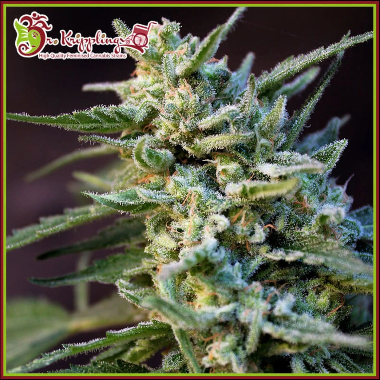 Ape-Zkit Auto – Dr Krippling – Autoflowering