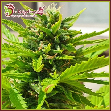 Banana Kick Auto cannabis plants in bloom, grown from Automatic seeds – ideal for home cultivation from Dr Krippling
