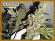 Banana Rapids cannabis plants in bloom, grown from Feminized seeds – ideal for home cultivation from Dr Krippling
