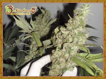 Banana Rapids cannabis plants in bloom, grown from Feminized seeds – ideal for home cultivation from Dr Krippling
