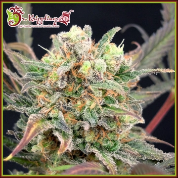 Boggleberry XXL Auto cannabis plants in bloom, grown from Automatic seeds – ideal for home cultivation from Dr Krippling