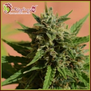 Mint Glacé XXL Auto cannabis plants in bloom, grown from Automatic seeds – ideal for home cultivation from Dr Krippling