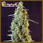 Strawberry Banana Whip Auto cannabis plants in bloom, grown from Automatic seeds – ideal for home cultivation from Dr Krippling