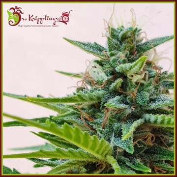 Zesty Zkittles Auto cannabis plants in bloom, grown from Automatic seeds – ideal for home cultivation from Dr Krippling