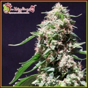 Chocolate Zkittles cannabis plants in bloom, grown from Feminized seeds – ideal for home cultivation from Dr Krippling