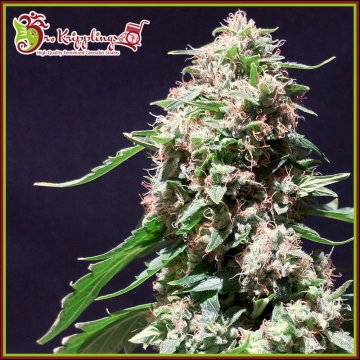 Chocolate Zkittles cannabis plants in bloom, grown from Feminized seeds – ideal for home cultivation from Dr Krippling