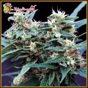 Ninja Zkittles cannabis plants in bloom, grown from Feminized seeds – ideal for home cultivation from Dr Krippling