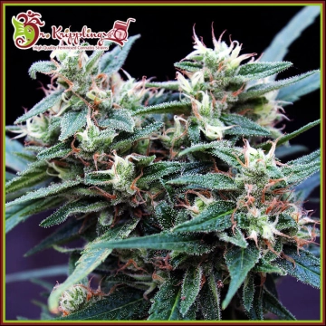 Ninja Zkittles cannabis plants in bloom, grown from Feminized seeds – ideal for home cultivation from Dr Krippling