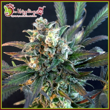 Quick Separation Cake cannabis plants in bloom, grown from Feminised seeds – ideal for home cultivation from Dr Krippling