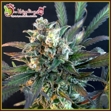 Quick Separation Cake cannabis plants in bloom, grown from Feminized seeds – ideal for home cultivation from Dr Krippling
