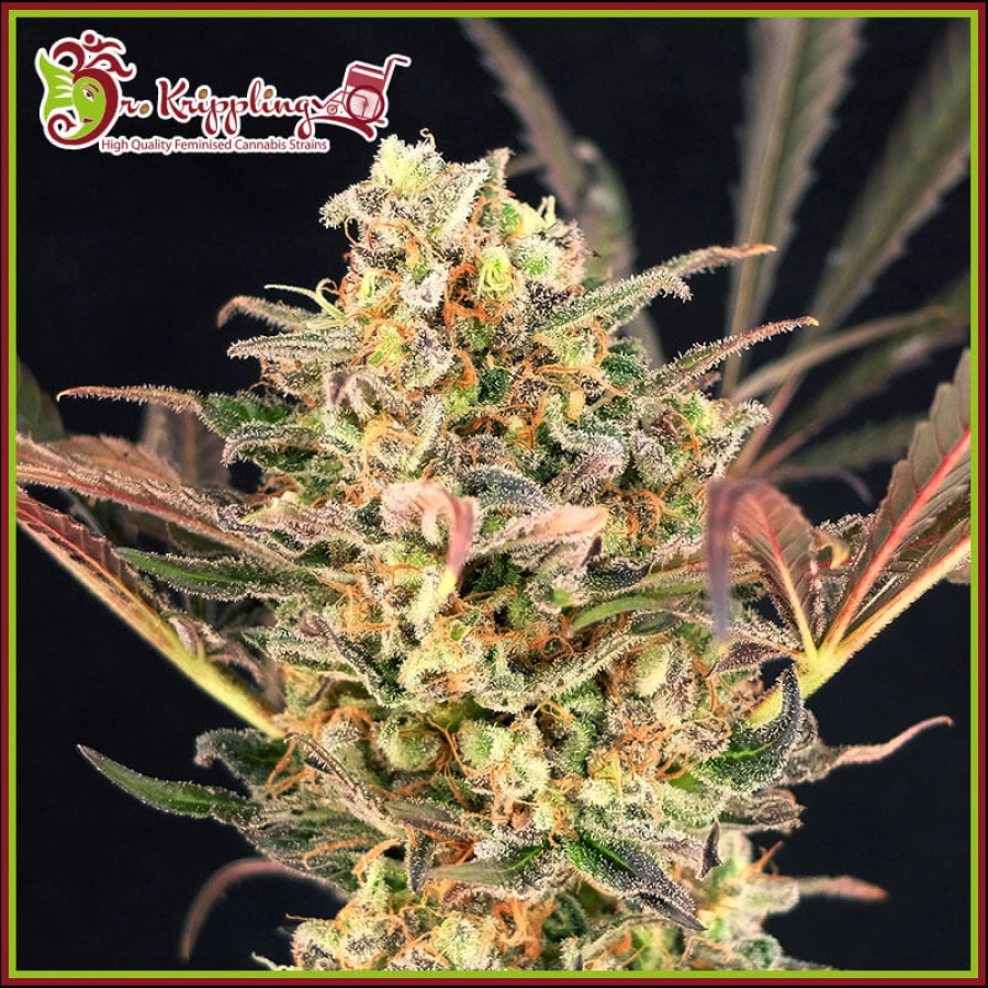 Purple Slap Auto – Dr Krippling – Autoflowering
