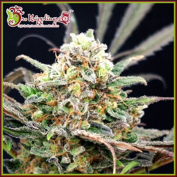 Separation Cake Auto cannabis plants in bloom, grown from Automatic seeds – ideal for home cultivation from Dr Krippling