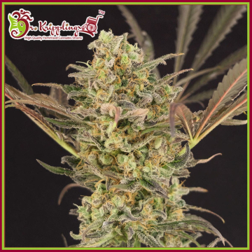 Wedding Flowers cannabis plants in bloom, grown from Feminised seeds – ideal for home cultivation from Dr Krippling