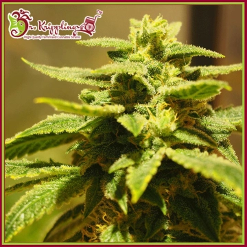Kripplings Gelato cannabis plants in bloom, grown from Feminized seeds – ideal for home cultivation from Dr Krippling