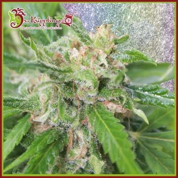 Kripplicious cannabis plants in bloom, grown from Feminized seeds – ideal for home cultivation from Dr Krippling