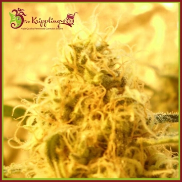 Mango Mist Shake cannabis plants in bloom, grown from Feminized seeds – ideal for home cultivation from Dr Krippling
