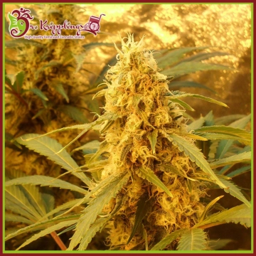 Jack Mist Tree cannabis plants in bloom, grown from Feminized seeds – ideal for home cultivation from Dr Krippling