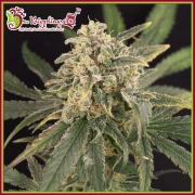 Sour Tang Kripple cannabis plants in bloom, grown from Feminized seeds – ideal for home cultivation from Dr Krippling
