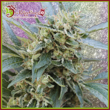 Shark Infested Custard cannabis plants in bloom, grown from Feminised seeds – ideal for home cultivation from Dr Krippling
