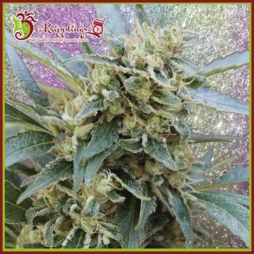 Shark Infested Custard cannabis plants in bloom, grown from Feminized seeds – ideal for home cultivation from Dr Krippling
