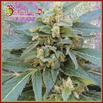 Mango Bubble Cloud cannabis plants in bloom, grown from Feminised seeds – ideal for home cultivation from Dr Krippling