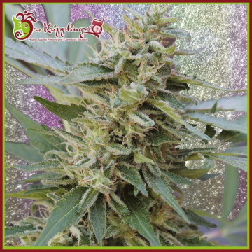 S&M cannabis plants in bloom, grown from Feminised seeds – ideal for home cultivation from Dr Krippling