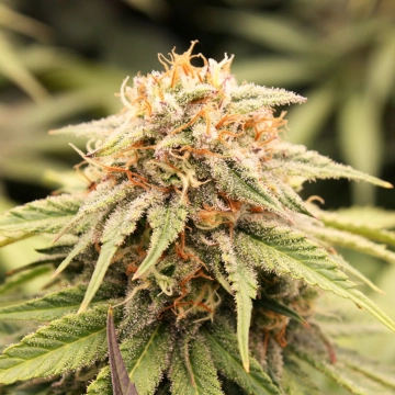 PriZmatic cannabis plants in bloom, grown from Feminized seeds – ideal for home cultivation from Humboldt Seed Organization