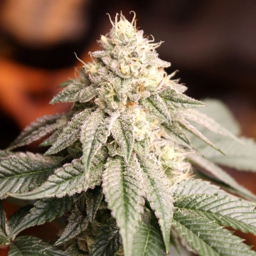 Sunset Bride cannabis plants in bloom, grown from Feminized seeds – ideal for home cultivation from Humboldt Seed Organization
