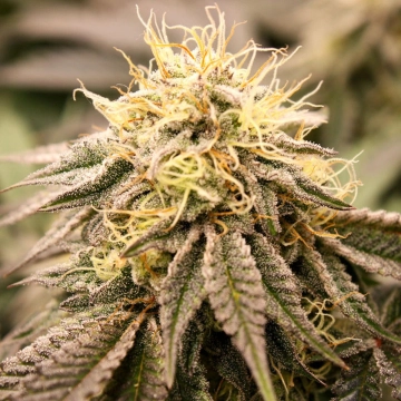 Sundogz cannabis plants in bloom, grown from Feminized seeds – ideal for home cultivation from Humboldt Seed Organization