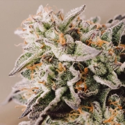 Vision Gelato Auto cannabis plants in bloom, grown from Automatic seeds – ideal for home cultivation from Vision Seeds