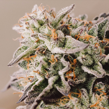 Vision Gelato Auto cannabis plants in bloom, grown from Automatic seeds – ideal for home cultivation from Vision Seeds