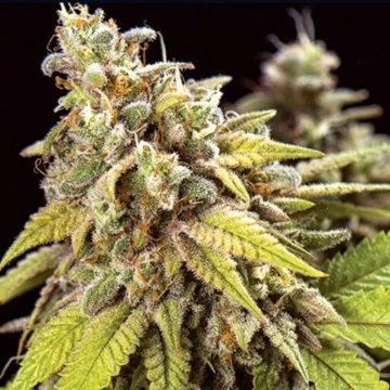 Doctor Jamaica Auto cannabis plants in bloom, grown from Automatic seeds – ideal for home cultivation from Vision Seeds