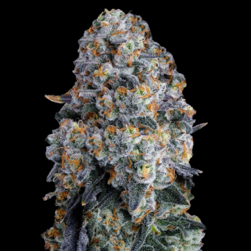 Alien DonutZ cannabis plants in bloom, grown from Feminised seeds – ideal for home cultivation from Terp Treez Co