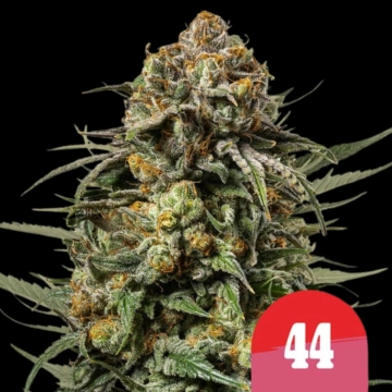 Gelato 44 cannabis plants in bloom, grown from Feminized seeds – ideal for home cultivation from Royal Queen Seeds
